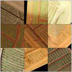 Overcoming Domain Shift in Neural Networks for Accurate Plant Counting in Aerial Images